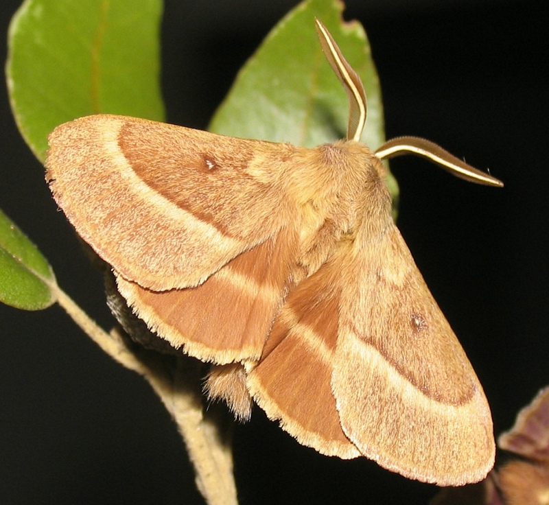 Id Lasiocampidae